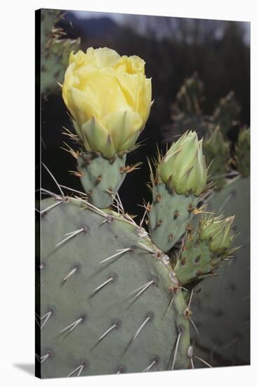 Prickly Pear Cactus-DLILLC-Stretched Canvas