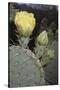 Prickly Pear Cactus-DLILLC-Stretched Canvas