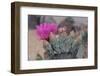 Prickly Pear Cactus-DLILLC-Framed Photographic Print