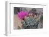 Prickly Pear Cactus-DLILLC-Framed Photographic Print