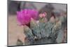 Prickly Pear Cactus-DLILLC-Mounted Photographic Print