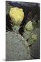 Prickly Pear Cactus-DLILLC-Mounted Photographic Print