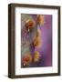 Prickly Pear of Cactus-Darrell Gulin-Framed Photographic Print