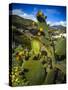 Prickly Pear (Opuntia), a genus in the cactus family, Cactaceae in its flowering stage, Andaluci...-Panoramic Images-Stretched Canvas