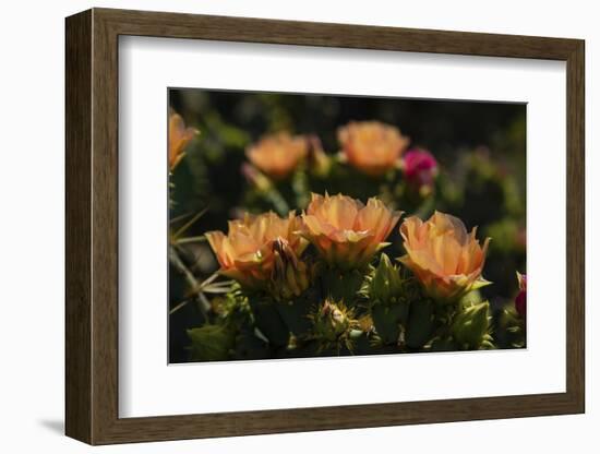 Prickly pear (Opuntia lindheimeri) cactus in bloom.-Larry Ditto-Framed Photographic Print