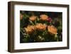 Prickly pear (Opuntia lindheimeri) cactus in bloom.-Larry Ditto-Framed Photographic Print