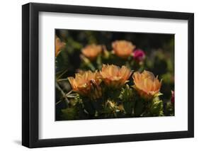 Prickly pear (Opuntia lindheimeri) cactus in bloom.-Larry Ditto-Framed Photographic Print