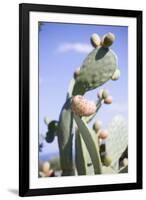 Prickly Pears on Cactus-Foodcollection-Framed Photographic Print
