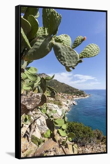 Prickly pears on rocks above the sea, Pomonte, Marciana, Elba Island, Livorno Province, Tuscany, It-Roberto Moiola-Framed Stretched Canvas