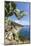 Prickly pears on rocks above the sea, Pomonte, Marciana, Elba Island, Livorno Province, Tuscany, It-Roberto Moiola-Mounted Photographic Print