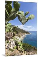 Prickly pears on rocks above the sea, Pomonte, Marciana, Elba Island, Livorno Province, Tuscany, It-Roberto Moiola-Mounted Premium Photographic Print