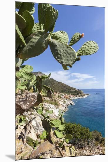 Prickly pears on rocks above the sea, Pomonte, Marciana, Elba Island, Livorno Province, Tuscany, It-Roberto Moiola-Mounted Premium Photographic Print