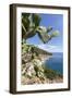 Prickly pears on rocks above the sea, Pomonte, Marciana, Elba Island, Livorno Province, Tuscany, It-Roberto Moiola-Framed Photographic Print