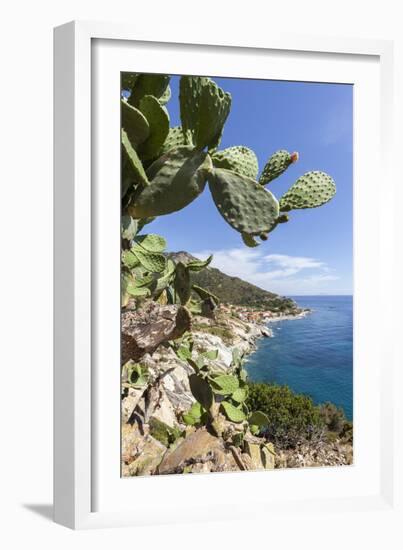 Prickly pears on rocks above the sea, Pomonte, Marciana, Elba Island, Livorno Province, Tuscany, It-Roberto Moiola-Framed Photographic Print