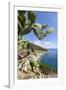 Prickly pears on rocks above the sea, Pomonte, Marciana, Elba Island, Livorno Province, Tuscany, It-Roberto Moiola-Framed Photographic Print