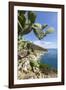 Prickly pears on rocks above the sea, Pomonte, Marciana, Elba Island, Livorno Province, Tuscany, It-Roberto Moiola-Framed Photographic Print