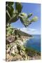 Prickly pears on rocks above the sea, Pomonte, Marciana, Elba Island, Livorno Province, Tuscany, It-Roberto Moiola-Stretched Canvas