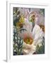 Prickly Poppies and Yellowtails-Elizabeth Horning-Framed Giclee Print