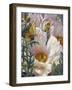 Prickly Poppies and Yellowtails-Elizabeth Horning-Framed Giclee Print