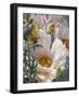 Prickly Poppies and Yellowtails-Elizabeth Horning-Framed Giclee Print