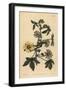 Prickly-Stalked Hibiscus, Hibiscus Surattensis-Sydenham Teast Edwards-Framed Giclee Print