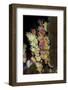 Priday Plume Agate, OR-Darrell Gulin-Framed Photographic Print