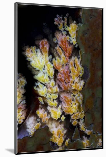 Priday Plume Agate, OR-Darrell Gulin-Mounted Photographic Print