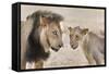 Pride Male Liion (Panthera Leo) with Sub Adult Male, Kgalagadi Transfrontier Park, South Africa-Ann and Steve Toon-Framed Stretched Canvas