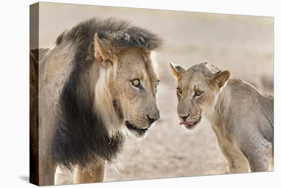 Pride Male Liion (Panthera Leo) with Sub Adult Male, Kgalagadi Transfrontier Park, South Africa-Ann and Steve Toon-Stretched Canvas