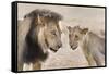 Pride Male Liion (Panthera Leo) with Sub Adult Male, Kgalagadi Transfrontier Park, South Africa-Ann and Steve Toon-Framed Stretched Canvas