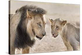 Pride Male Liion (Panthera Leo) with Sub Adult Male, Kgalagadi Transfrontier Park, South Africa-Ann and Steve Toon-Stretched Canvas