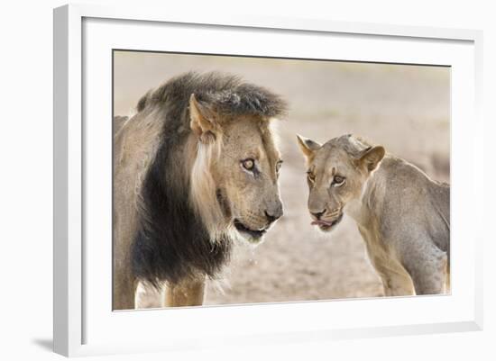 Pride Male Liion (Panthera Leo) with Sub Adult Male, Kgalagadi Transfrontier Park, South Africa-Ann and Steve Toon-Framed Photographic Print