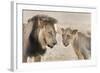 Pride Male Liion (Panthera Leo) with Sub Adult Male, Kgalagadi Transfrontier Park, South Africa-Ann and Steve Toon-Framed Photographic Print
