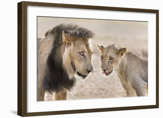 Pride Male Liion (Panthera Leo) with Sub Adult Male, Kgalagadi Transfrontier Park, South Africa-Ann and Steve Toon-Framed Photographic Print