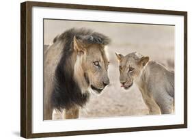 Pride Male Liion (Panthera Leo) with Sub Adult Male, Kgalagadi Transfrontier Park, South Africa-Ann and Steve Toon-Framed Photographic Print