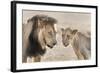 Pride Male Liion (Panthera Leo) with Sub Adult Male, Kgalagadi Transfrontier Park, South Africa-Ann and Steve Toon-Framed Photographic Print