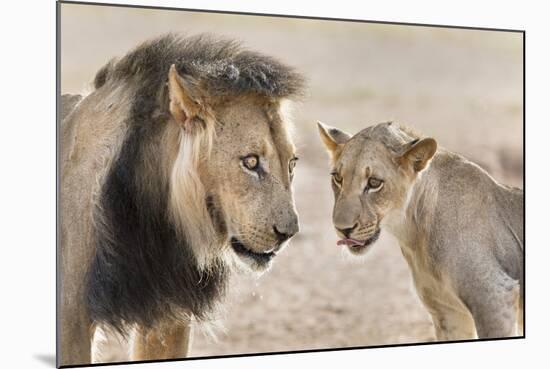 Pride Male Liion (Panthera Leo) with Sub Adult Male, Kgalagadi Transfrontier Park, South Africa-Ann and Steve Toon-Mounted Photographic Print