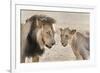 Pride Male Liion (Panthera Leo) with Sub Adult Male, Kgalagadi Transfrontier Park, South Africa-Ann and Steve Toon-Framed Photographic Print