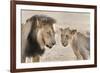 Pride Male Liion (Panthera Leo) with Sub Adult Male, Kgalagadi Transfrontier Park, South Africa-Ann and Steve Toon-Framed Photographic Print