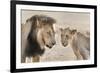 Pride Male Liion (Panthera Leo) with Sub Adult Male, Kgalagadi Transfrontier Park, South Africa-Ann and Steve Toon-Framed Photographic Print