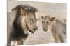 Pride Male Liion (Panthera Leo) with Sub Adult Male, Kgalagadi Transfrontier Park, South Africa-Ann and Steve Toon-Mounted Photographic Print