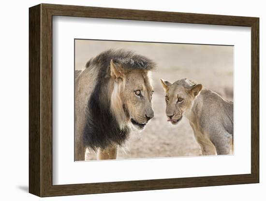 Pride Male Liion (Panthera Leo) with Sub Adult Male, Kgalagadi Transfrontier Park, South Africa-Ann and Steve Toon-Framed Photographic Print