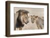 Pride Male Liion (Panthera Leo) with Sub Adult Male, Kgalagadi Transfrontier Park, South Africa-Ann and Steve Toon-Framed Photographic Print