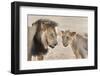 Pride Male Liion (Panthera Leo) with Sub Adult Male, Kgalagadi Transfrontier Park, South Africa-Ann and Steve Toon-Framed Photographic Print