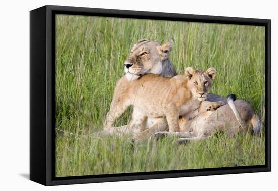 Pride of a Lioness-Susann Parker-Framed Stretched Canvas