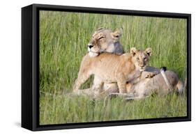 Pride of a Lioness-Susann Parker-Framed Stretched Canvas