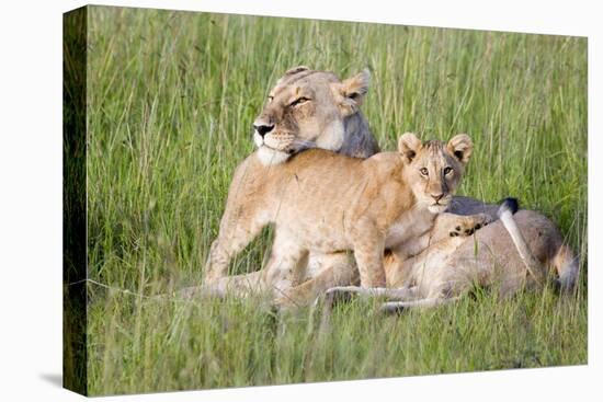 Pride of a Lioness-Susann Parker-Stretched Canvas