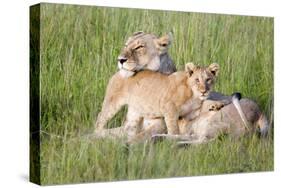 Pride of a Lioness-Susann Parker-Stretched Canvas