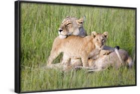 Pride of a Lioness-Susann Parker-Framed Photographic Print