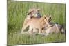 Pride of a Lioness-Susann Parker-Mounted Photographic Print